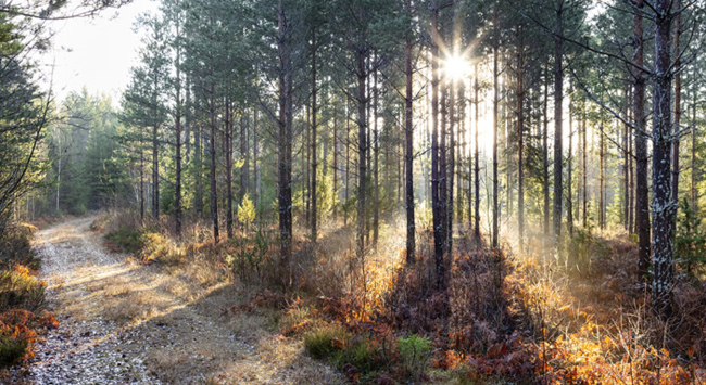 Informe negativo sobre Mellanskog Wood & Panel Europa Informe negativo de Mellanskog