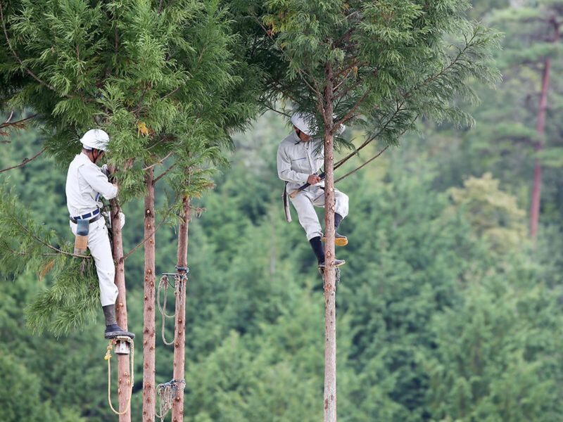 japan-cedar-cypress-online-market-plantation-cuts-hero-1920x1440-1 - Wood & Panel Europe Japan Forestry Mechanisation society supports new digital timber marketplace as Japan expands Cedar and Cypress harvesting