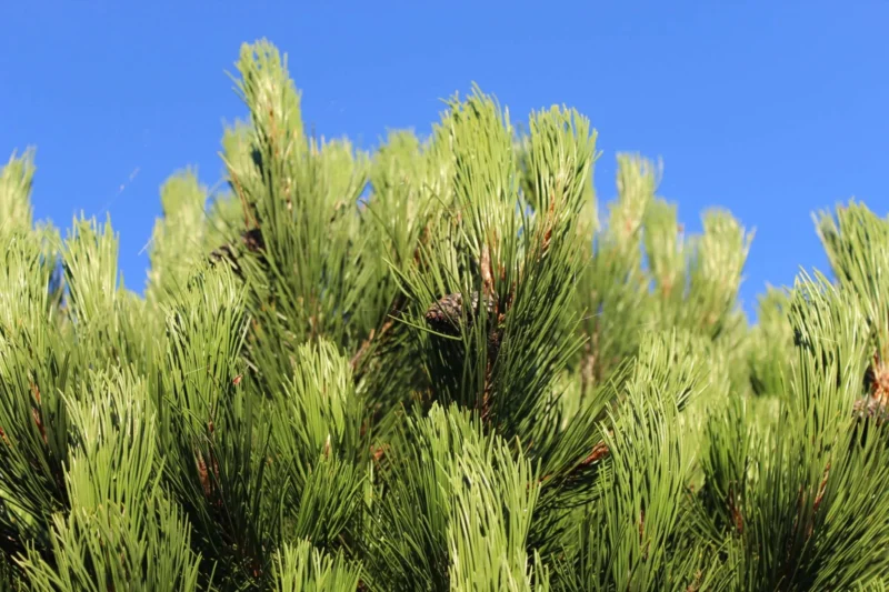 Forestry Commission updates import rules for Conifer wood and Phytosanitary controls in Great Britain